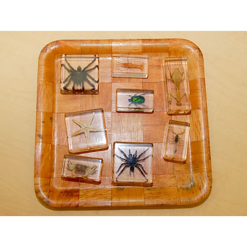 Bugs and spiders in resin displays